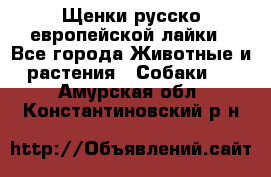 Щенки русско европейской лайки - Все города Животные и растения » Собаки   . Амурская обл.,Константиновский р-н